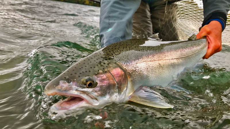An angler releases a fish into the water.