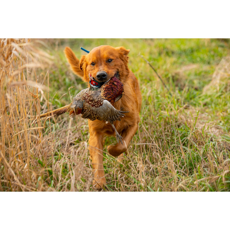 Pheasant Bonanza, NE -  image number 1
