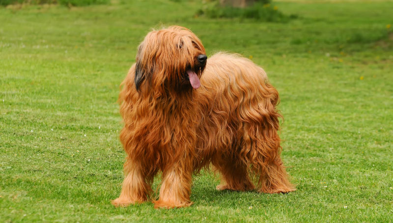 A Briard stands on a green lawn looking to the left.