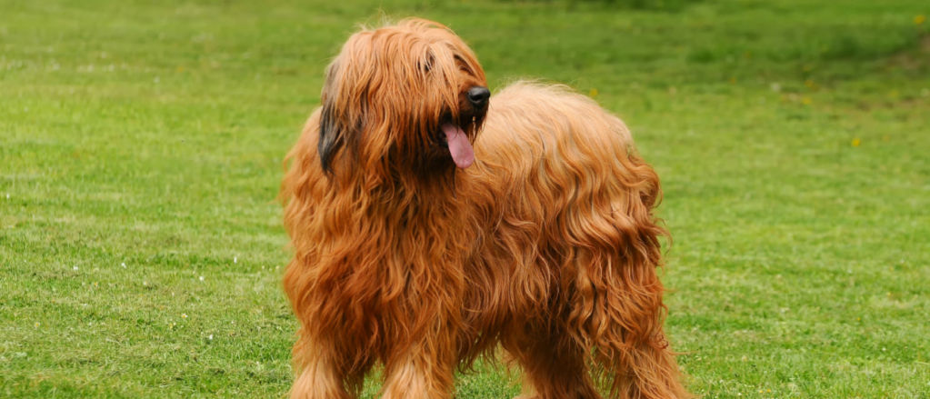 A Briard stands on a green lawn looking to the left.