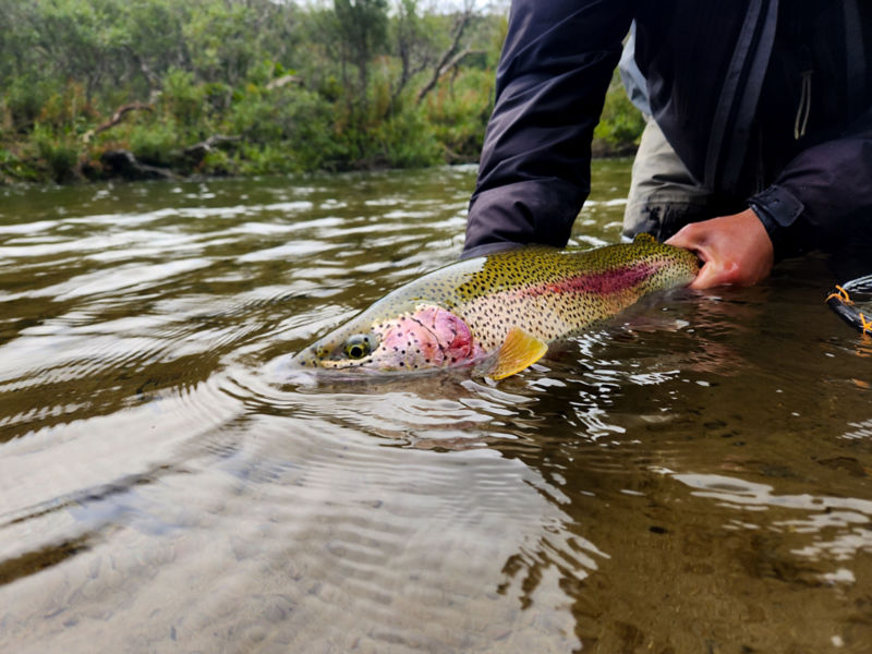 A gorgeous trout is released back into green waters.