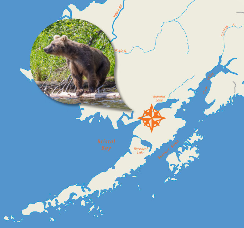 A map of the tip of Florida with a compass rose on the Everglades and a small picture of a brown bear..