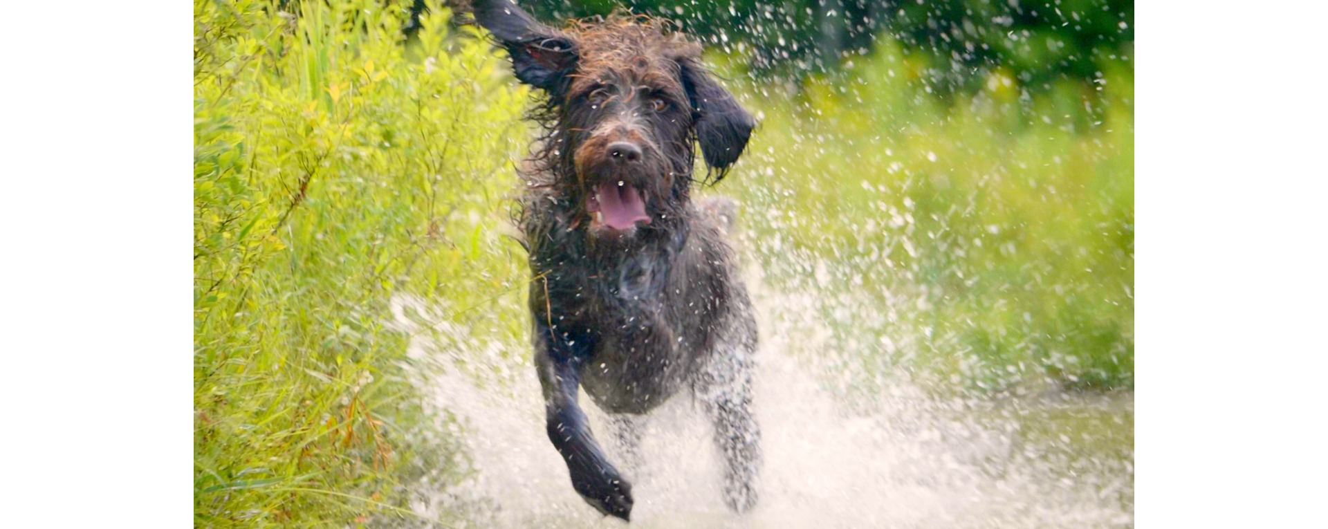 A furry dog named Bromley running through a field.