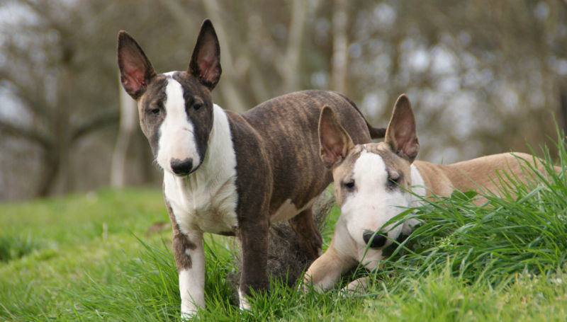 english bull terrier slippers