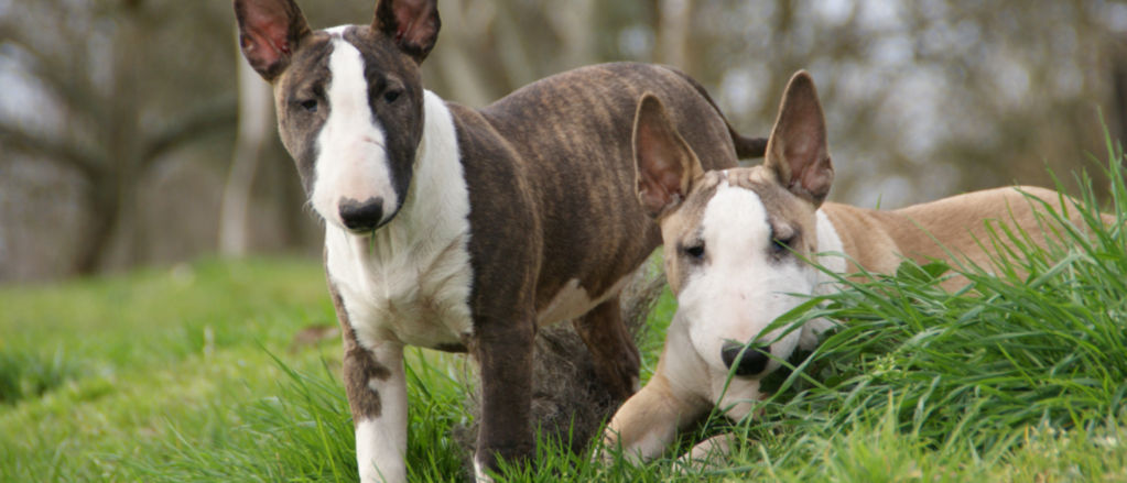 Two Bull Terriers hanging out on a lawn.