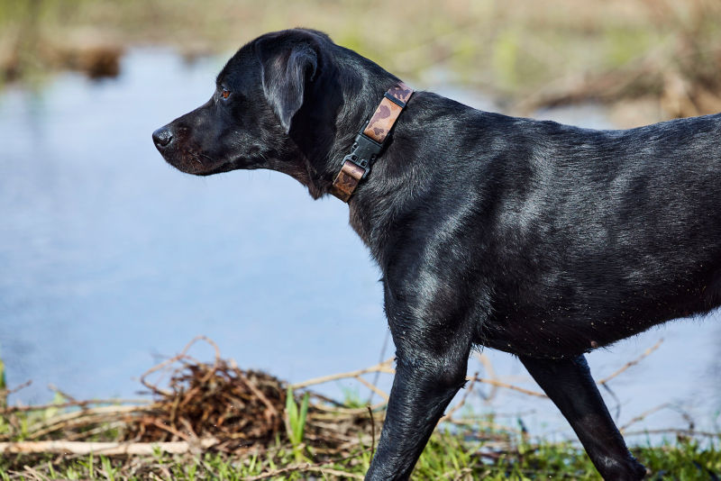 Romi in the sunshine near the water.