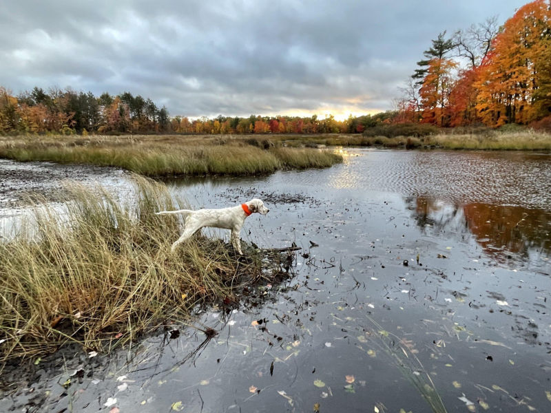 A wet bird dog stands on a small spit of land surrounded by water.