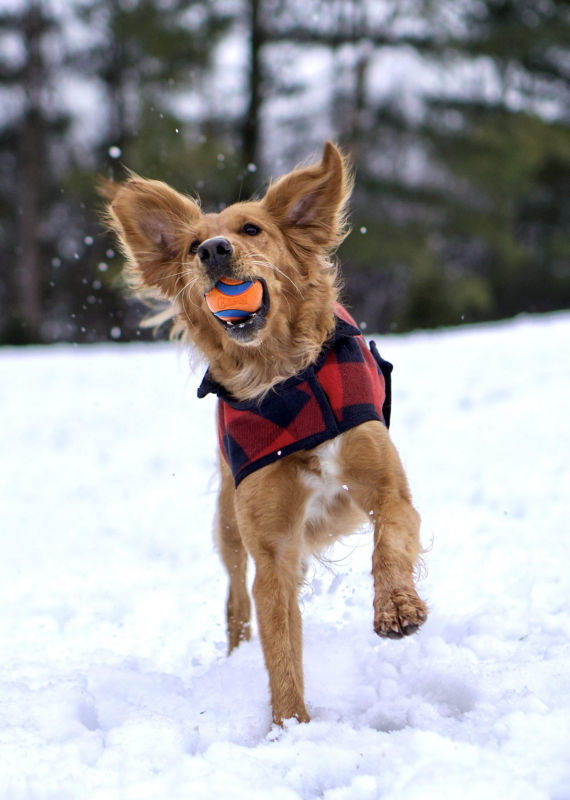 A golden retriever catches an orange ball with flying ears.