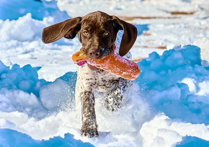 A pointer stands in a field of dry grass.
