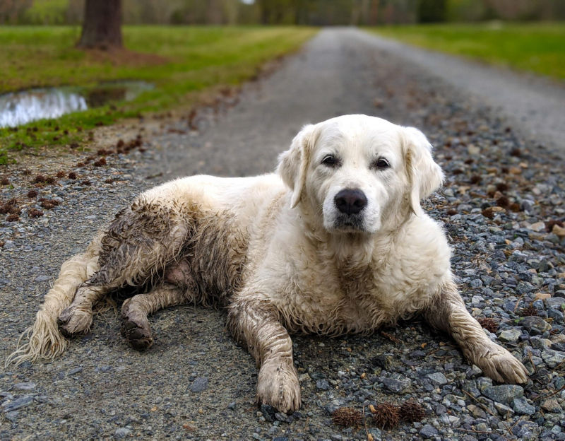 A chubby black dogs lays on a dog blanket.