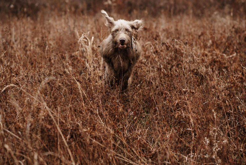 A wire-haired hunting dog charges at the viewer through a field of dry grass.
