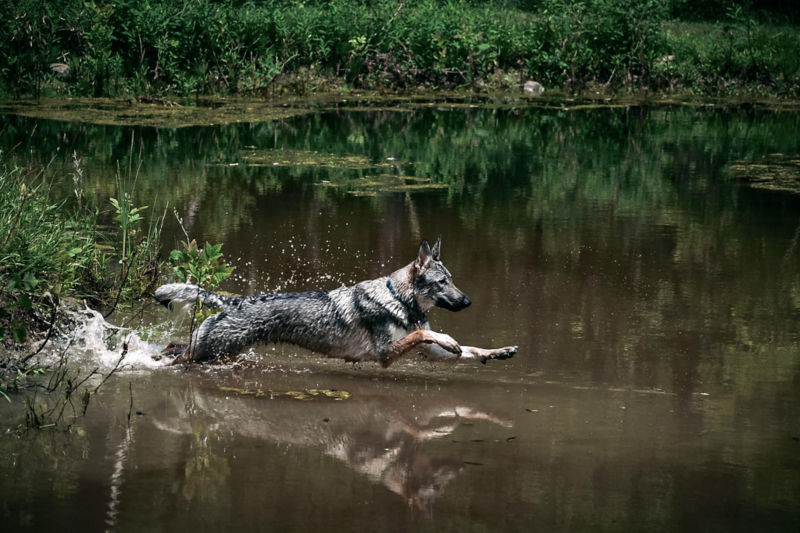 A shepherd launches themself into a brown river.