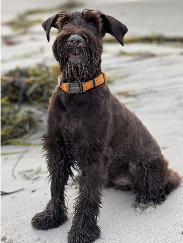 A dog sitting on a beach wearing an orange collar.