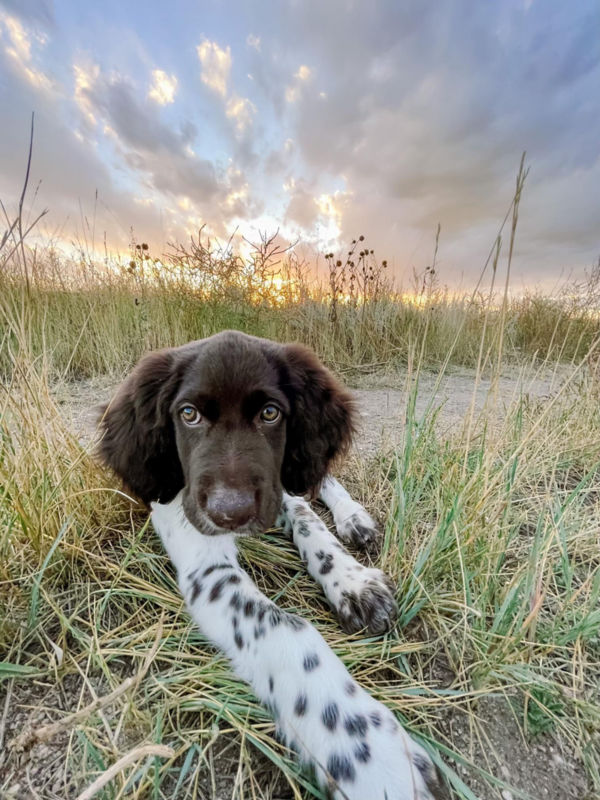 A brown and white puppy laying on the ground by the road in tall grass.