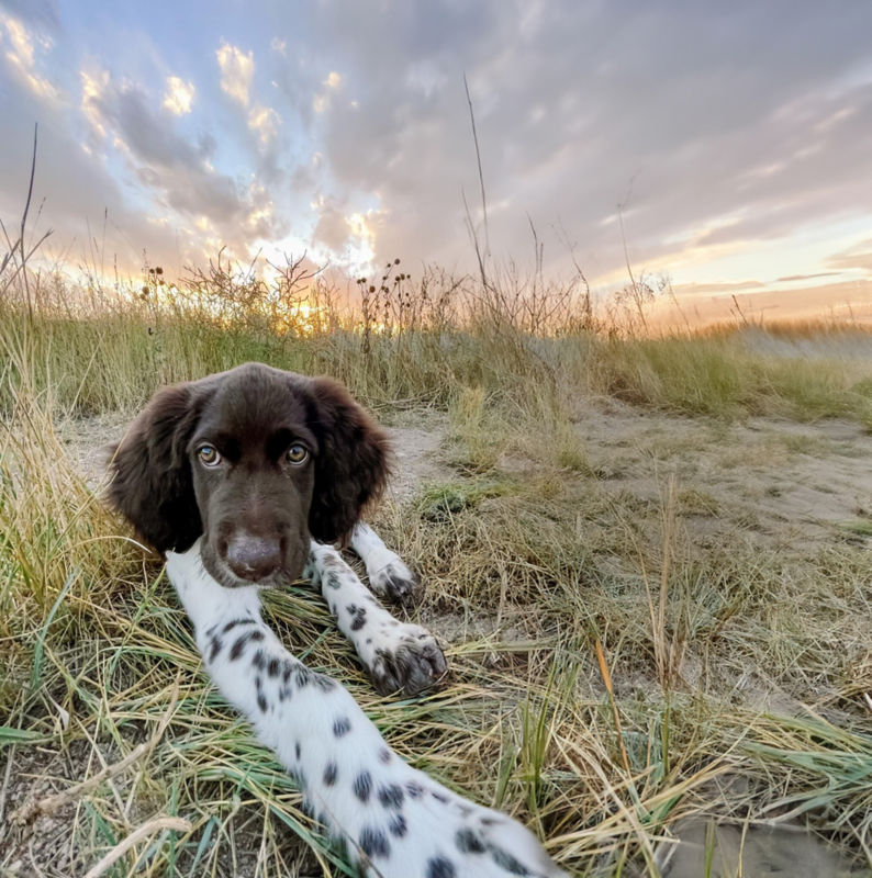 A freckled Setter puppy lays in the dry grass and packed dirt.