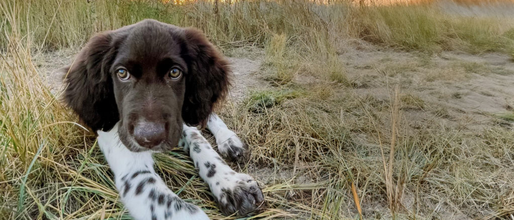 A freckled Setter puppy lays in the dry grass and packed dirt.