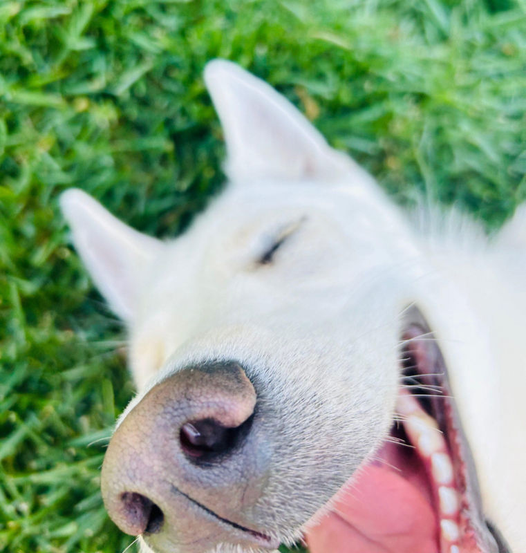 A close up of a fluffy white dog and its smiling mouth.