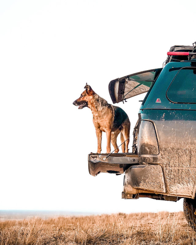 German Shepard on a muddy truck tail gate looking over a field.