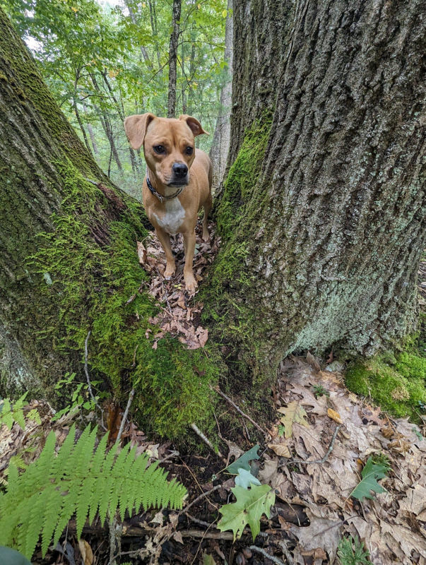 A worried looking dog peeks from between tree trunks.