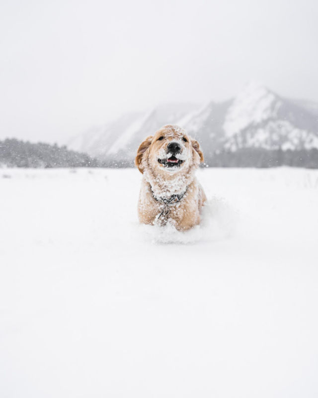 A small golden dog smiles from deep in the snow.