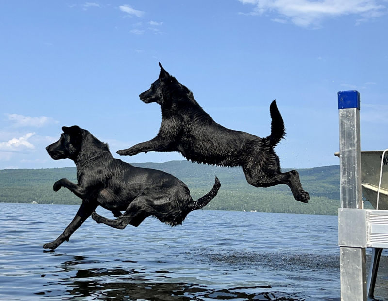 Two big black dogs jump off the end of a dock caught in mid-air.