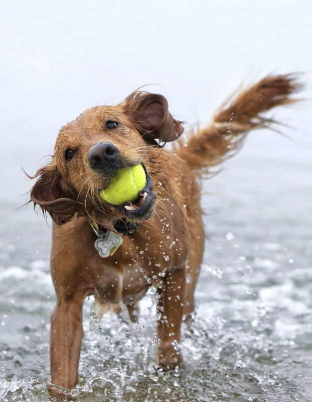 A golden retriever splashes through the water to retrieve their ball.
