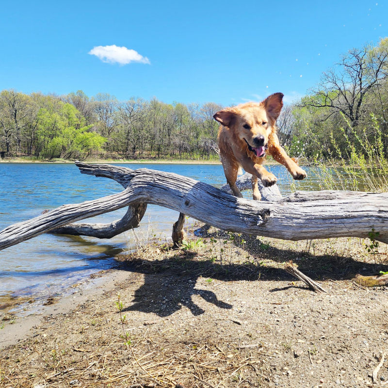 A golden dog jumps athletically over a driftwood tree on a gravel beach.
