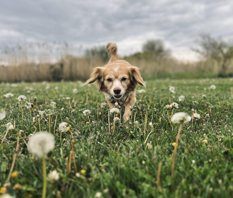 A small dog walks through a field of dandelions.