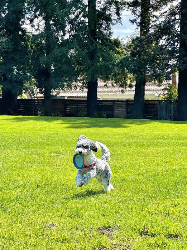 A small curly-haired pup proudly carries a frisbee across the grass.