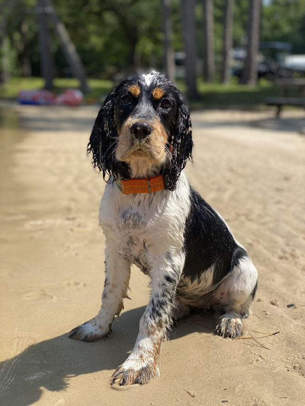 A red spaniel leaps for a thrown stuffed toy.