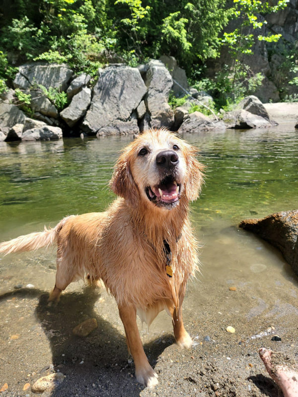 An wet golden retriever smiles next to a stream they've been swimming in.