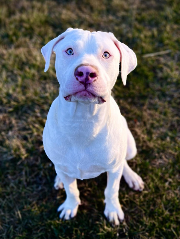 A big puppy sits patiently in the grass.