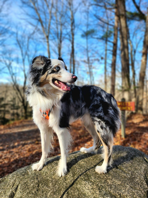 A collie dog stands on a rock in the woods.