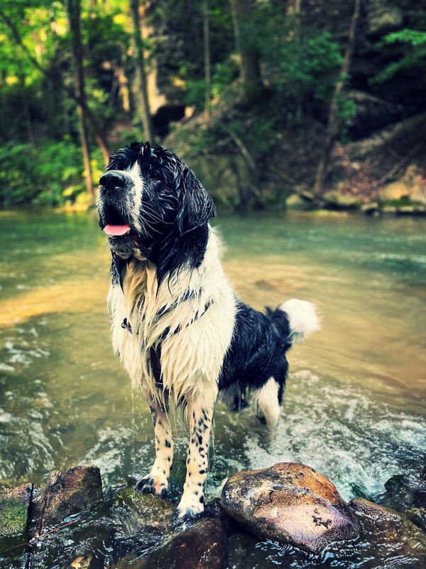 A multicolored giant shaggy dog stands half-way in a mountain stream.