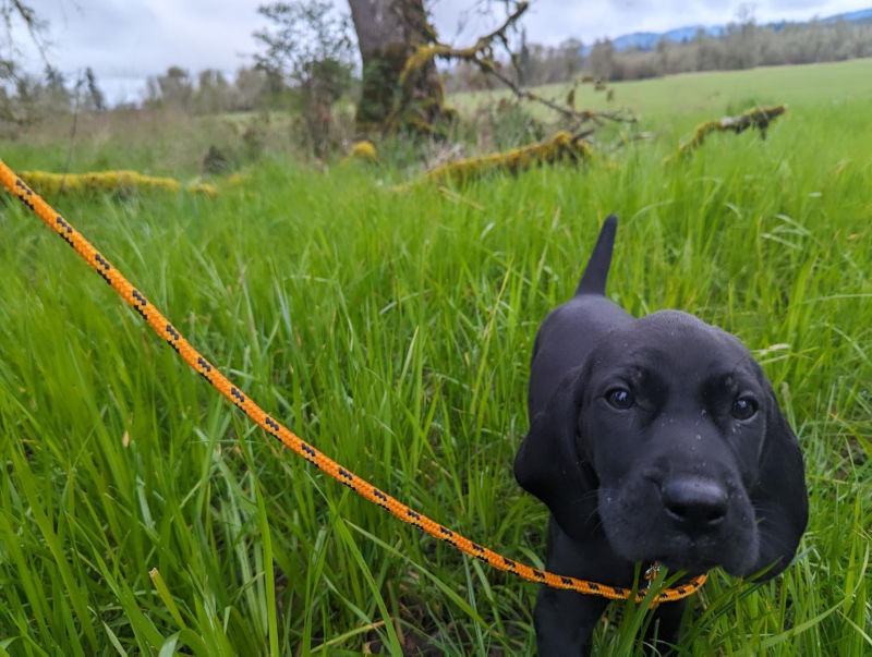 A tiny black lab stands in tall grass with a check cord.