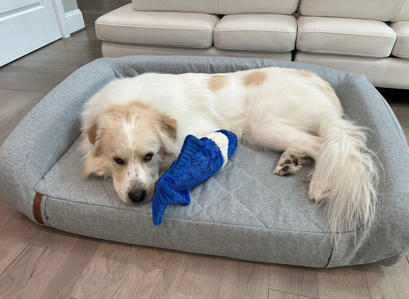 A dog lays on their dog bed with a stuffed toys.
