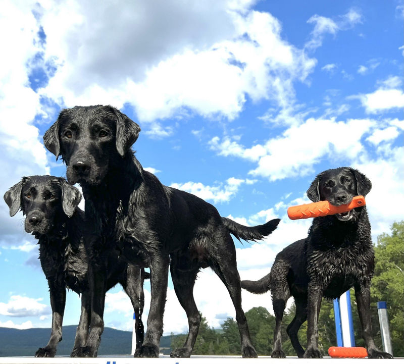 A view of 3 wet black labrador retrievers highlighted against a cloudy sky.