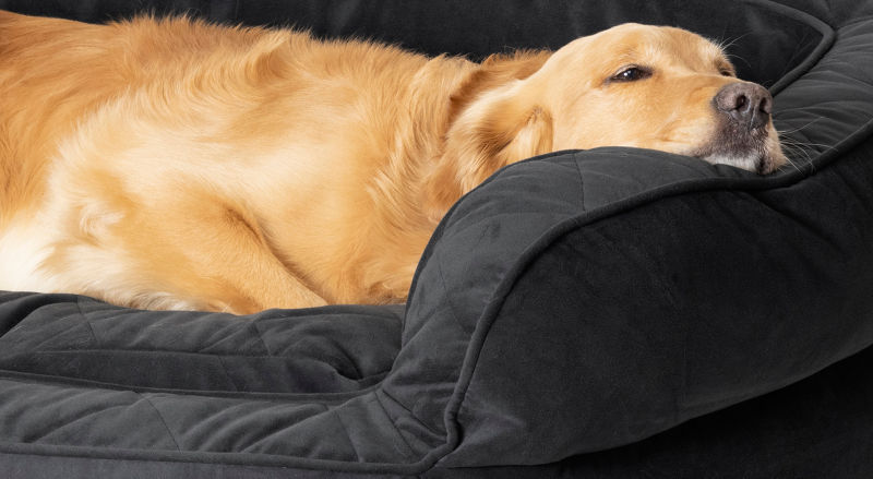 A close up of a dog's head resting on the bolster of a black dog bed.