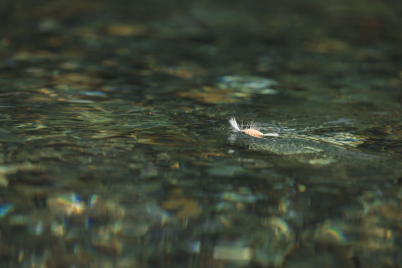A fly floats on a riffling stream.