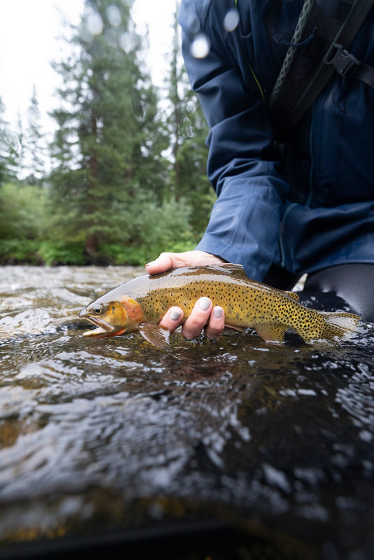 An angler shows off a beautiful, just-caught trout.