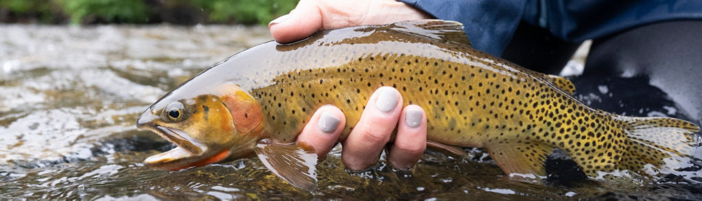 An angler shows off a just-caught beautiful trout 