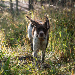 A brown-and-white pointer running through high grass in a wooded area