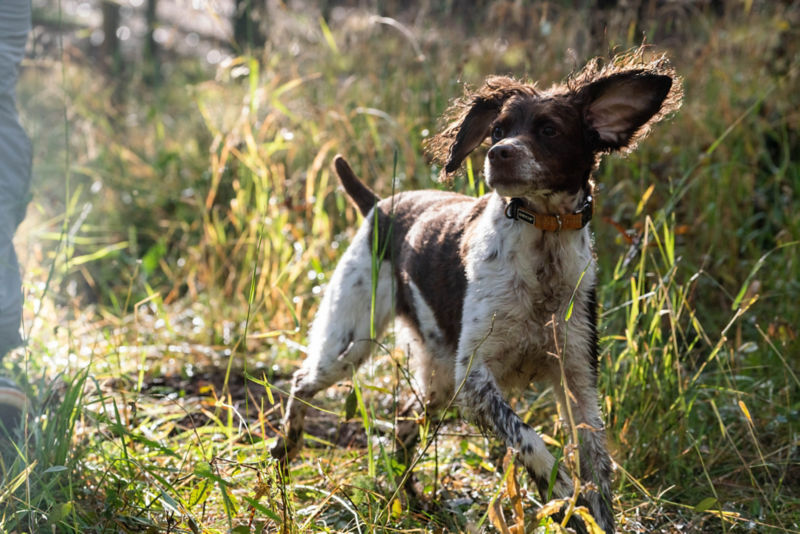 A dog playing in a field of tall grass.  