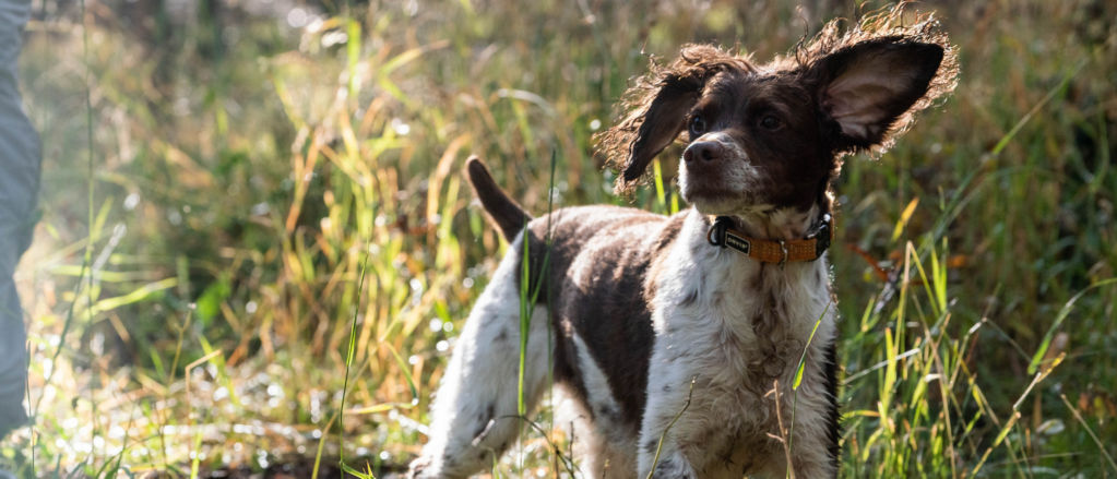 A white and brown dog standing in the tall grass