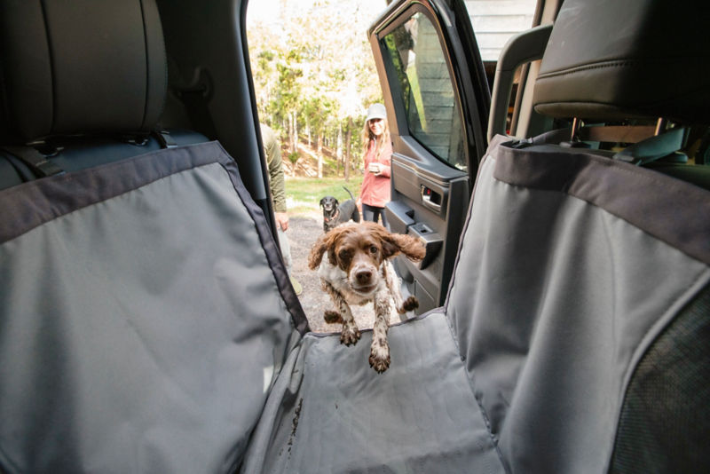 A dog jumps into the backseat of a car with a car seat protector.