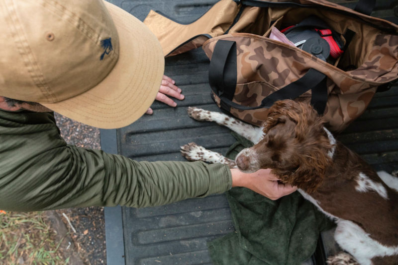 A brown and white dog laying on a truck bed while a man checks its neck.
