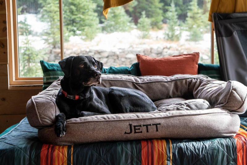 A black dog resting on a dog bed in front of a large window