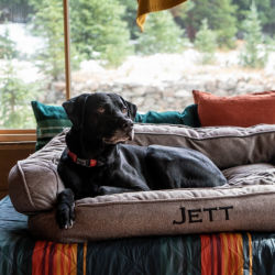 A black dog resting on a dog bed in front of a large window