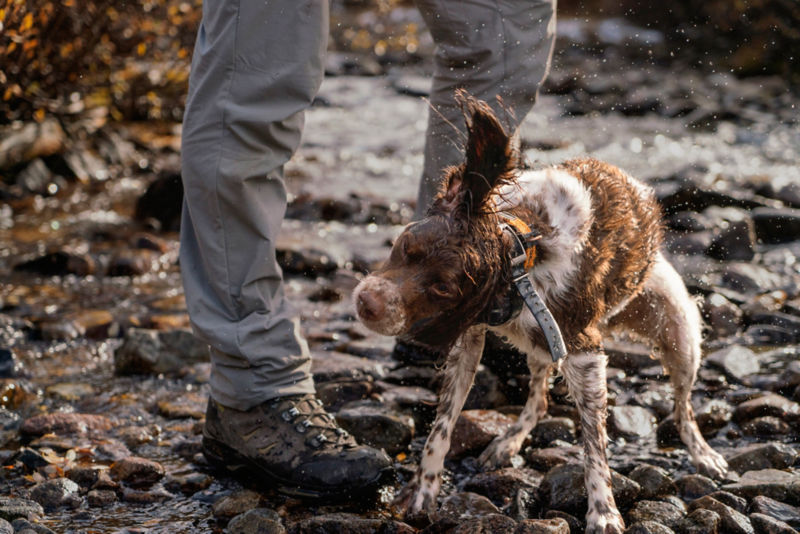 A close up on muddy hiking boots and a dog shaking water off its body.