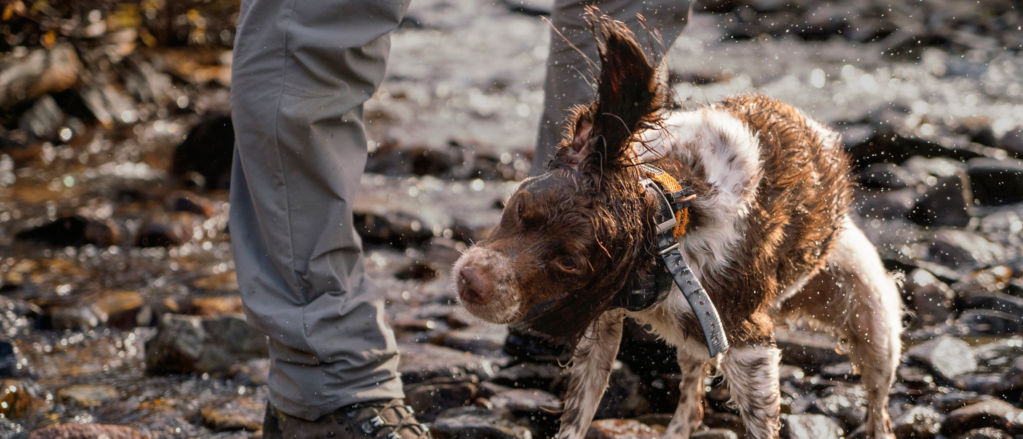A wet dog shakes water off their coat drenching the hiking boots of a companion.